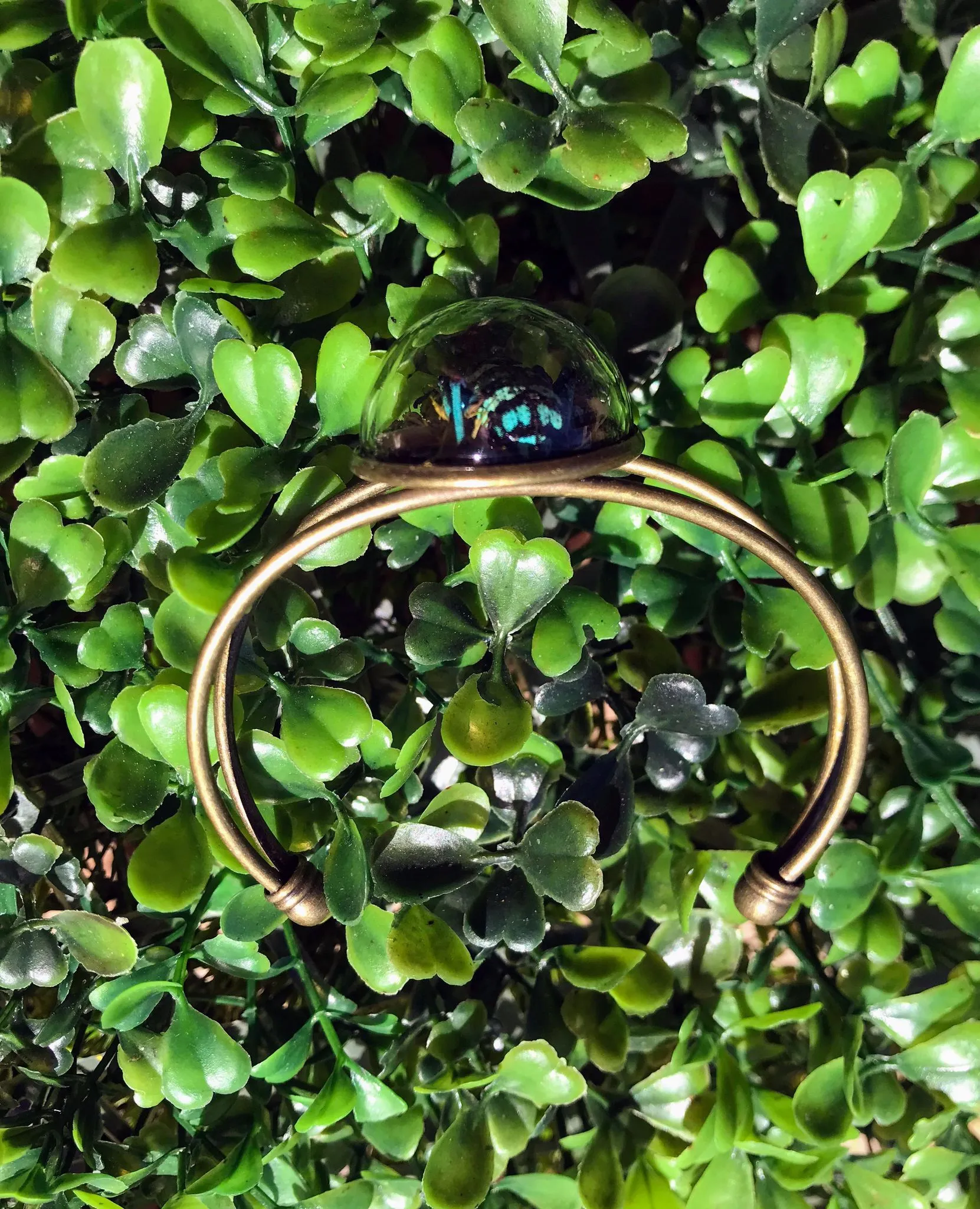 Blue weevil terrarium cuff bracelet real insect jewelry art handmade entomology unique gift nature inspired
