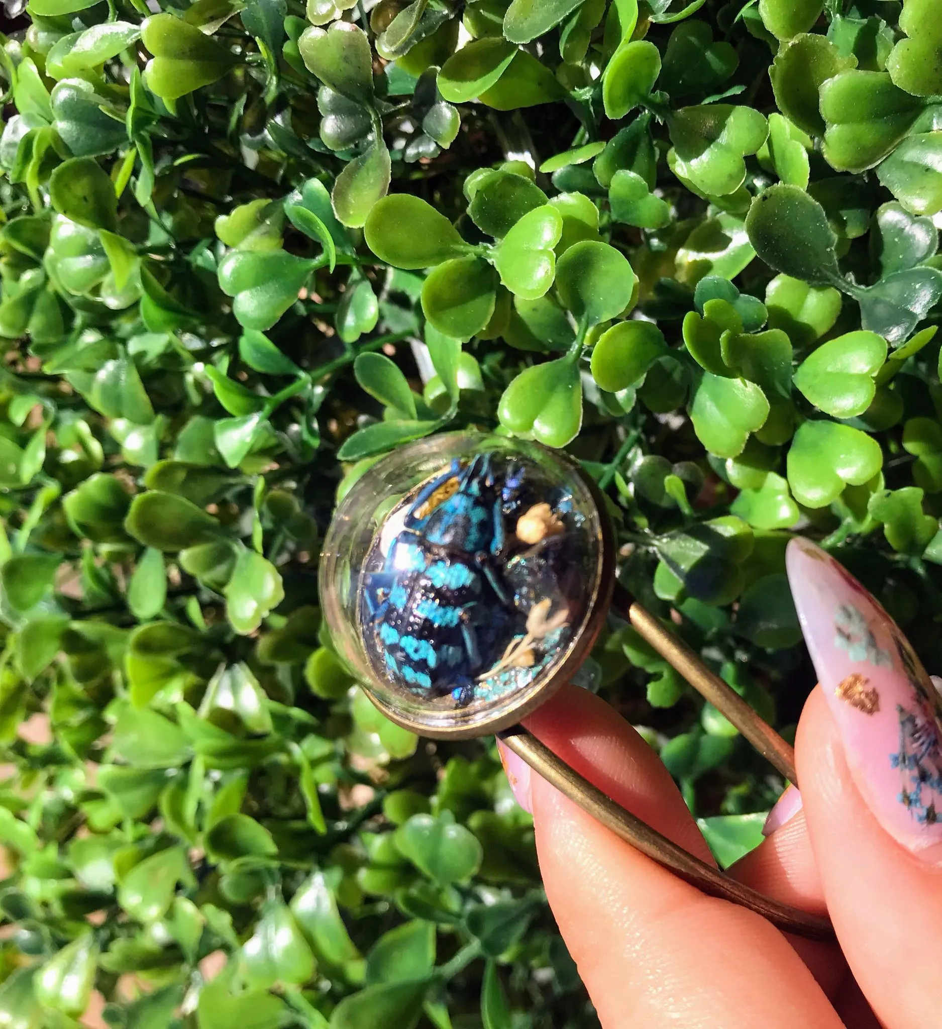 Blue weevil terrarium cuff bracelet real insect jewelry art handmade entomology unique gift nature inspired